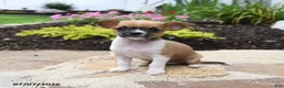 Chihuahua dogs for sale: Chiquita - Ad 1