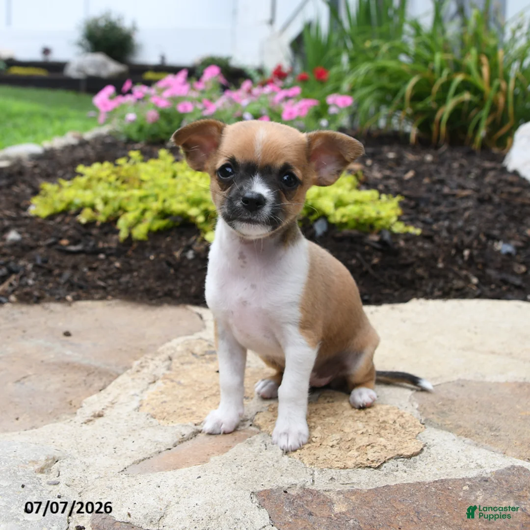 Chihuahua dogs for sale: Chiquita - Ad 1