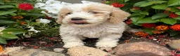 Miniature Poodle dogs for sale: Toby - Ad 3