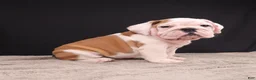 English Bulldog dogs for sale: Charlie  - Ad 19