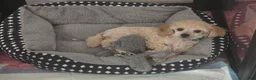 Toy Poodle dogs for sale: AKC Toy Poodle - Ad 3