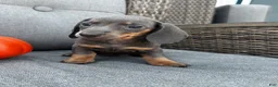 Miniature Dachshund dogs for sale: Tucker - Ad 3