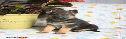 German Shepherd dogs for sale: Wilbur - Ad 1
