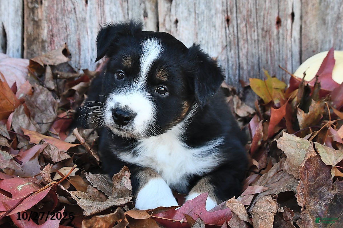 Australian Shepherd dogs for sale: Quinton  - Ad 1