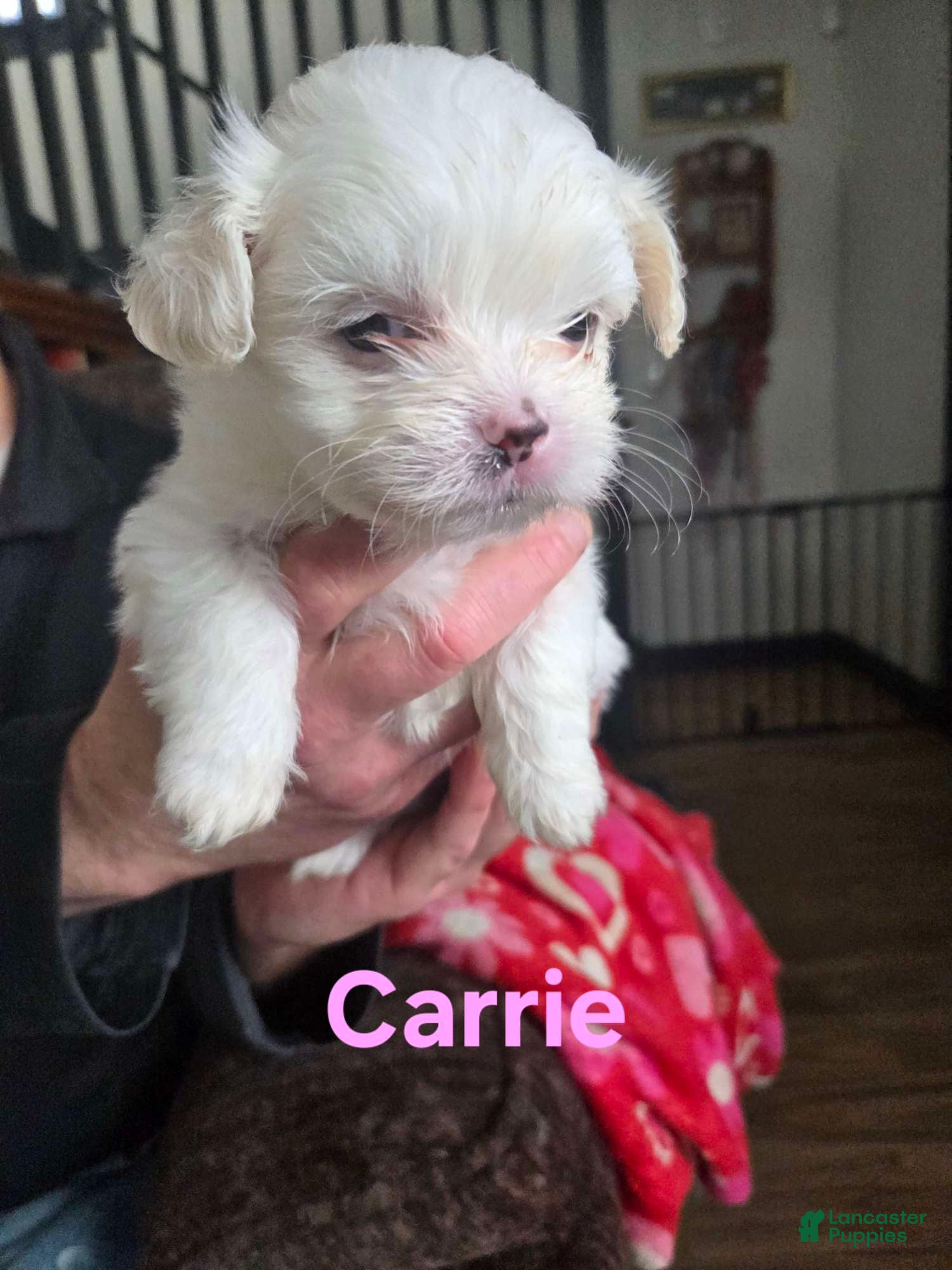 Malshi dogs Carrie - Ad 11