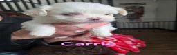 Malshi dogs for sale: Carrie - Ad 2