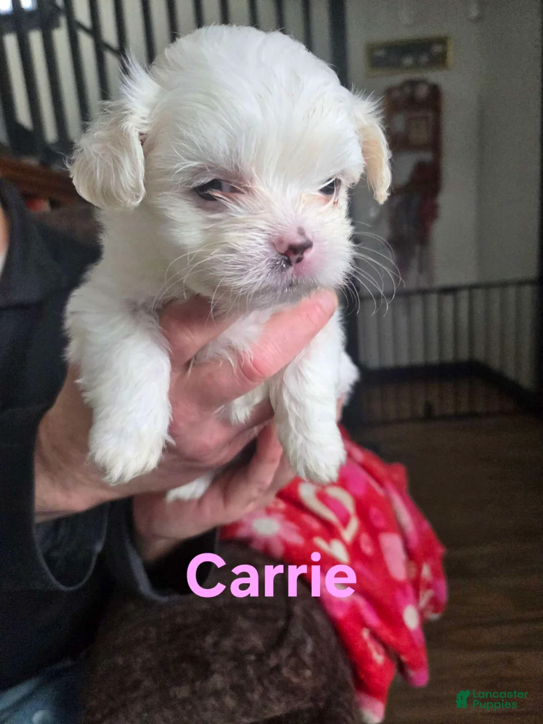 Malshi dogs for sale: Carrie - Ad 2