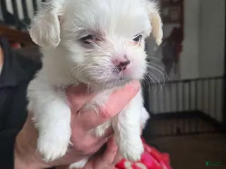 Malshi dogs Carrie - Ad 11