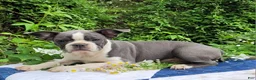 Frenchton dogs for sale: Oli Pop - Ad 5