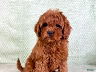 Cavapoo dogs Lucie - Ad 38
