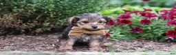 Yorkiepoo dogs for sale: Rhett - Ad 4