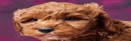 Toy Poodle dogs for sale: Micky - Ad 3
