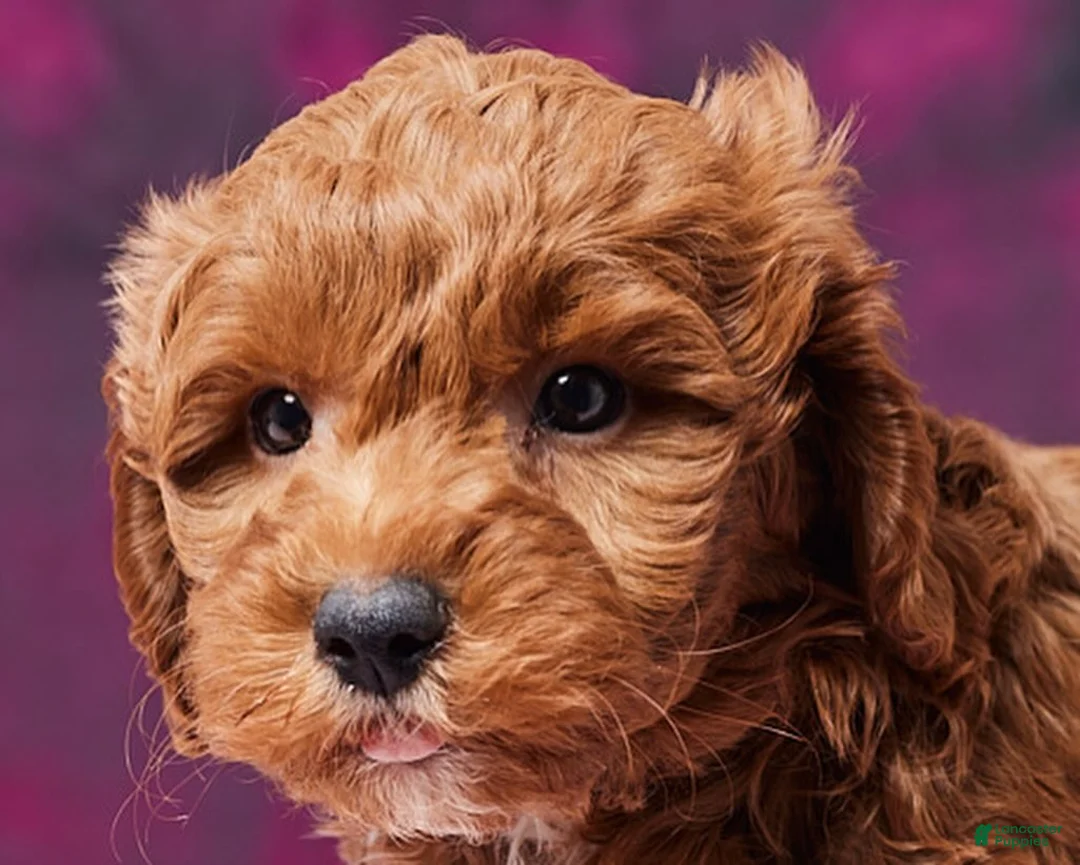 Toy Poodle dogs for sale: Micky - Ad 3