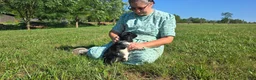 Mixed Breed dogs for sale: Holly - Ad 11