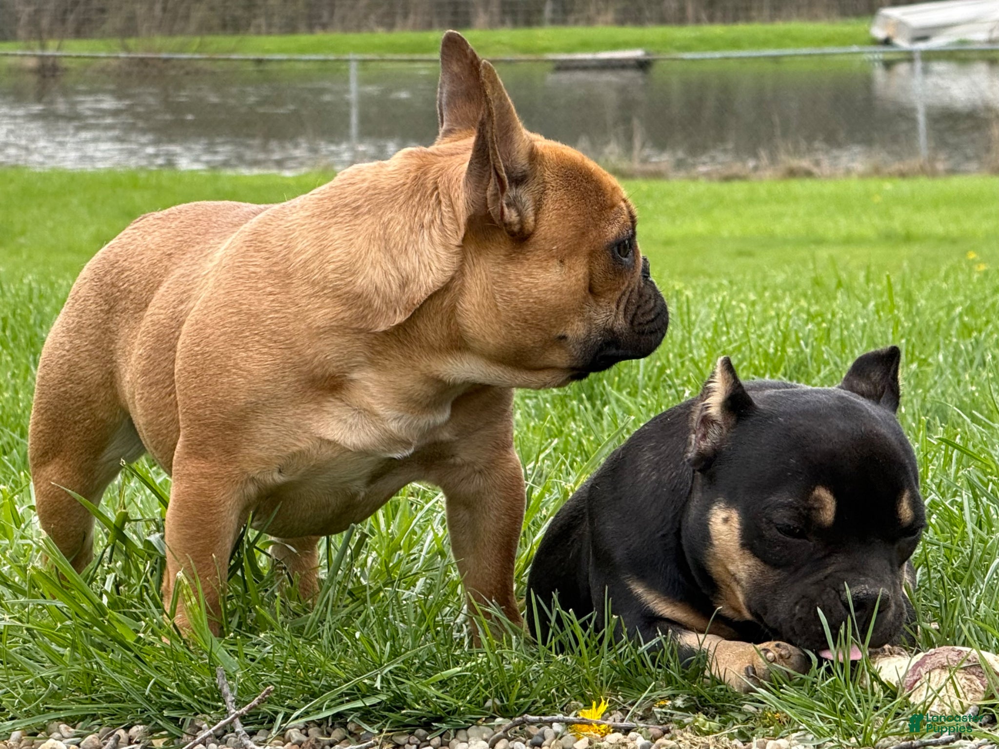 French Bulldog dogs Plankton  - Ad 2