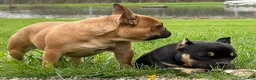 French Bulldog dogs for sale: Plankton  - Ad 2