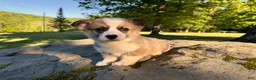Welsh Corgi Pembroke dogs for sale: Teddy - Ad 17