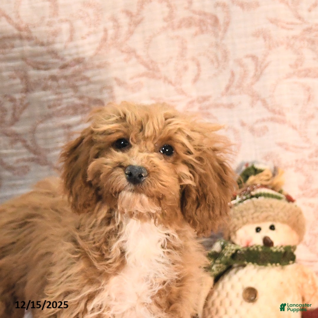 Cockapoo dogs for sale: Cindy - Ad 4