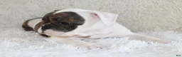 English Bulldog dogs for sale: Harry - Ad 9