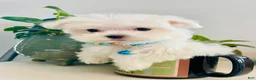 Maltese dogs for sale: Teacup Jace - Ad 9