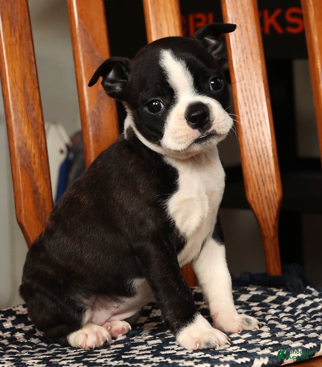 Boston Terrier dogs for sale: Addie - Ad 7