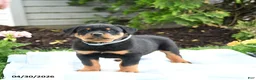 Rottweiler dogs for sale: Vader - Ad 1