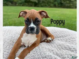 Boxer dogs Poppy - Ad 33