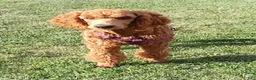 Standard Poodle dogs for sale: Azza - Ad 3