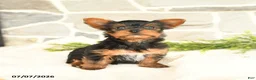 Yorkshire Terrier dogs for sale: Samuel - Ad 3