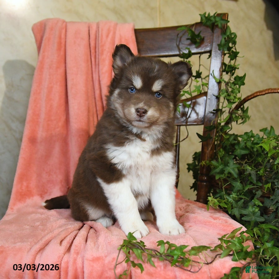 Pomsky dogs Sierra - Ad 1
