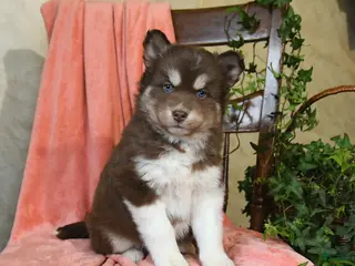 Pomsky dogs for sale: Sierra - Ad 4