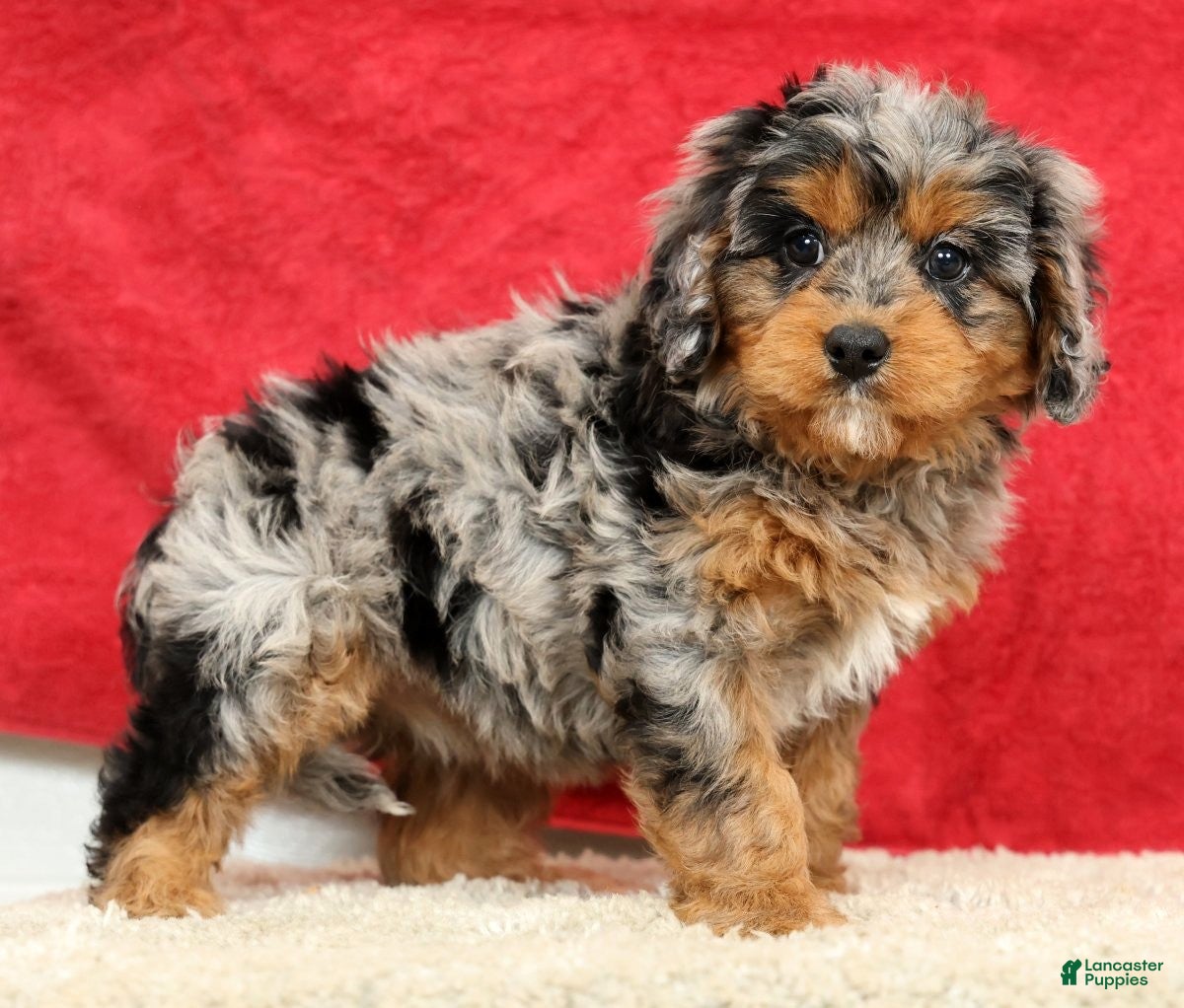 Cavapoo dogs Sophie - Ad 1