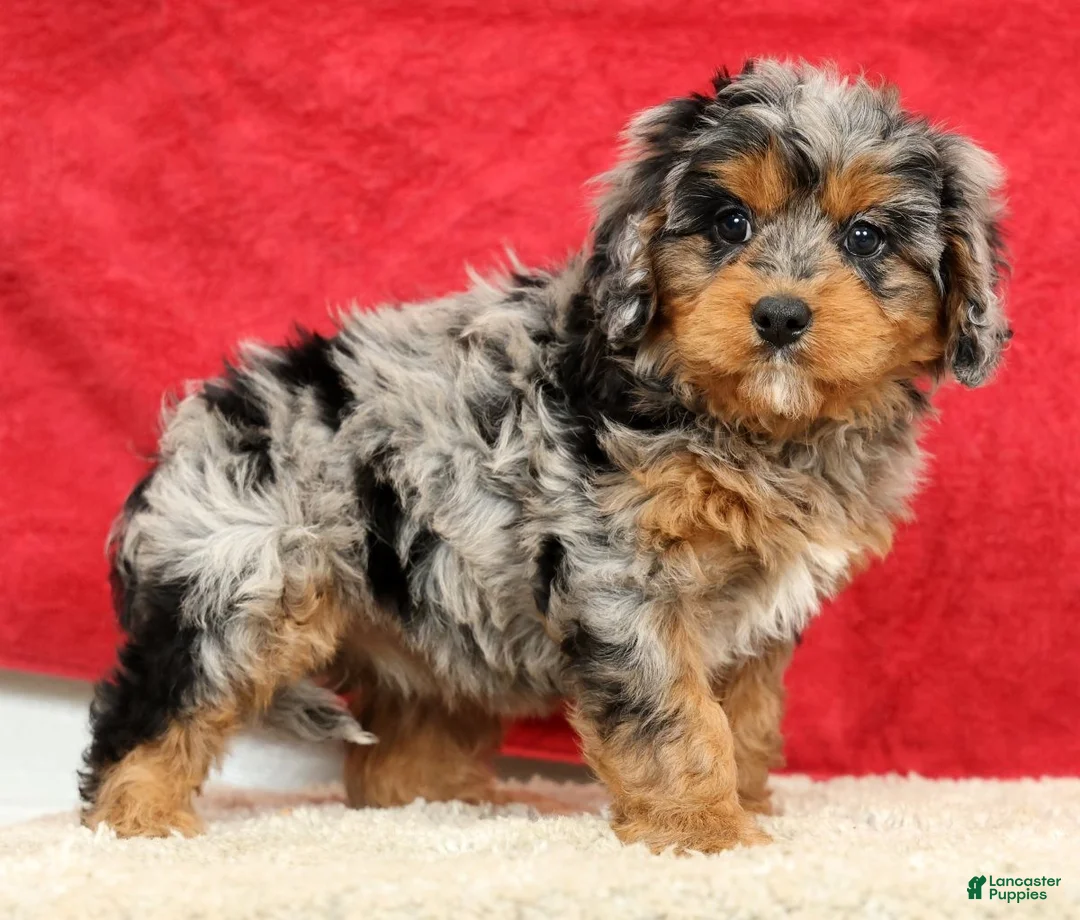 Cavapoo dogs for sale: Sophie - Ad 1