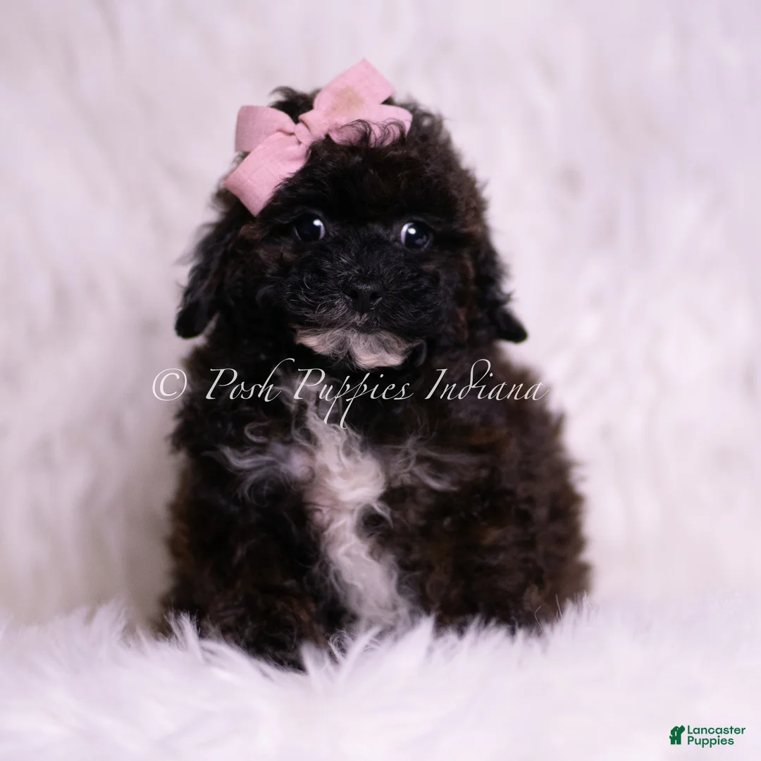 Toy Poodle dogs for sale: Bebe - Ad 6