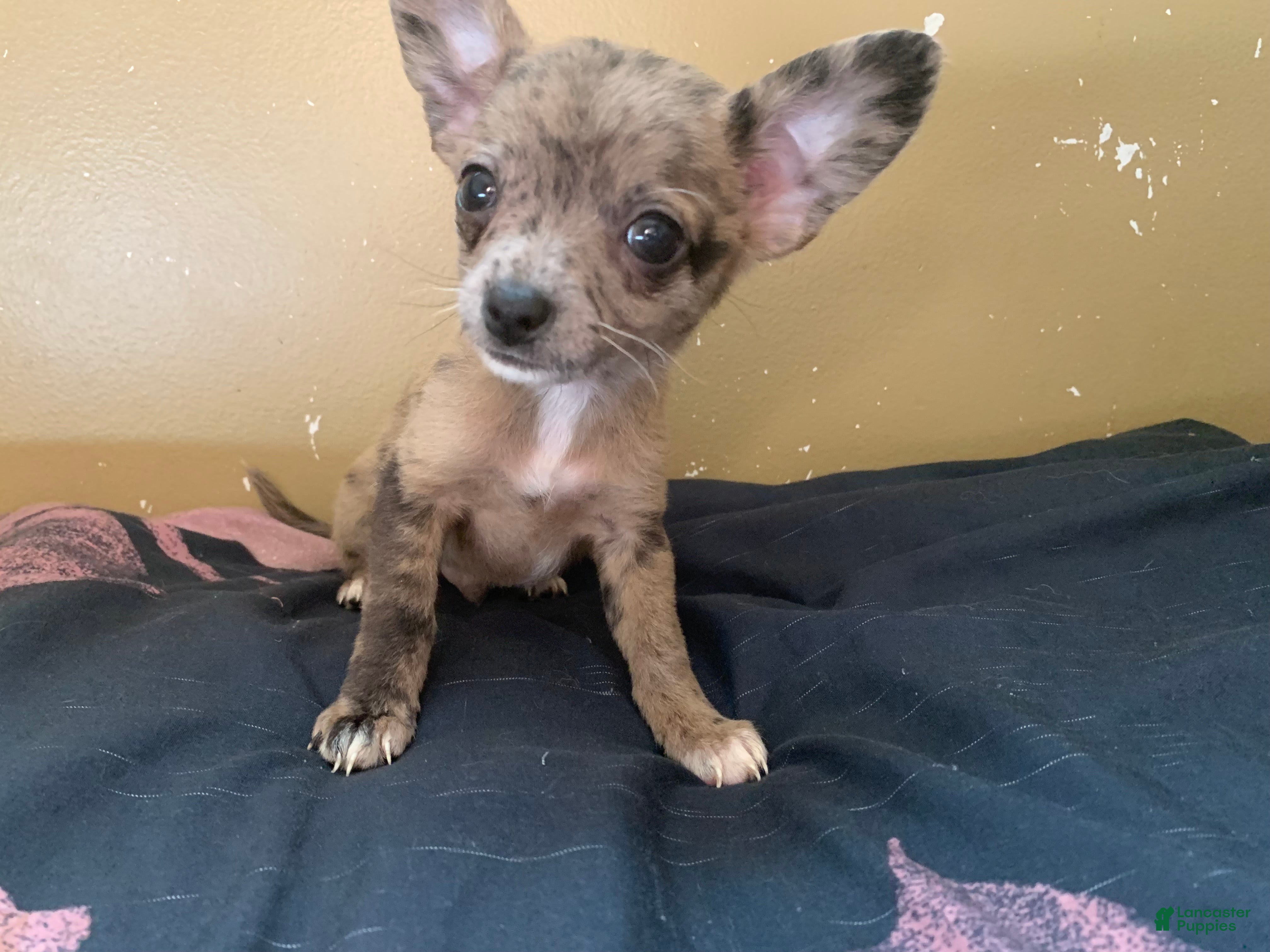 Chihuahua dogs Chihuahua 1 - Ad 1