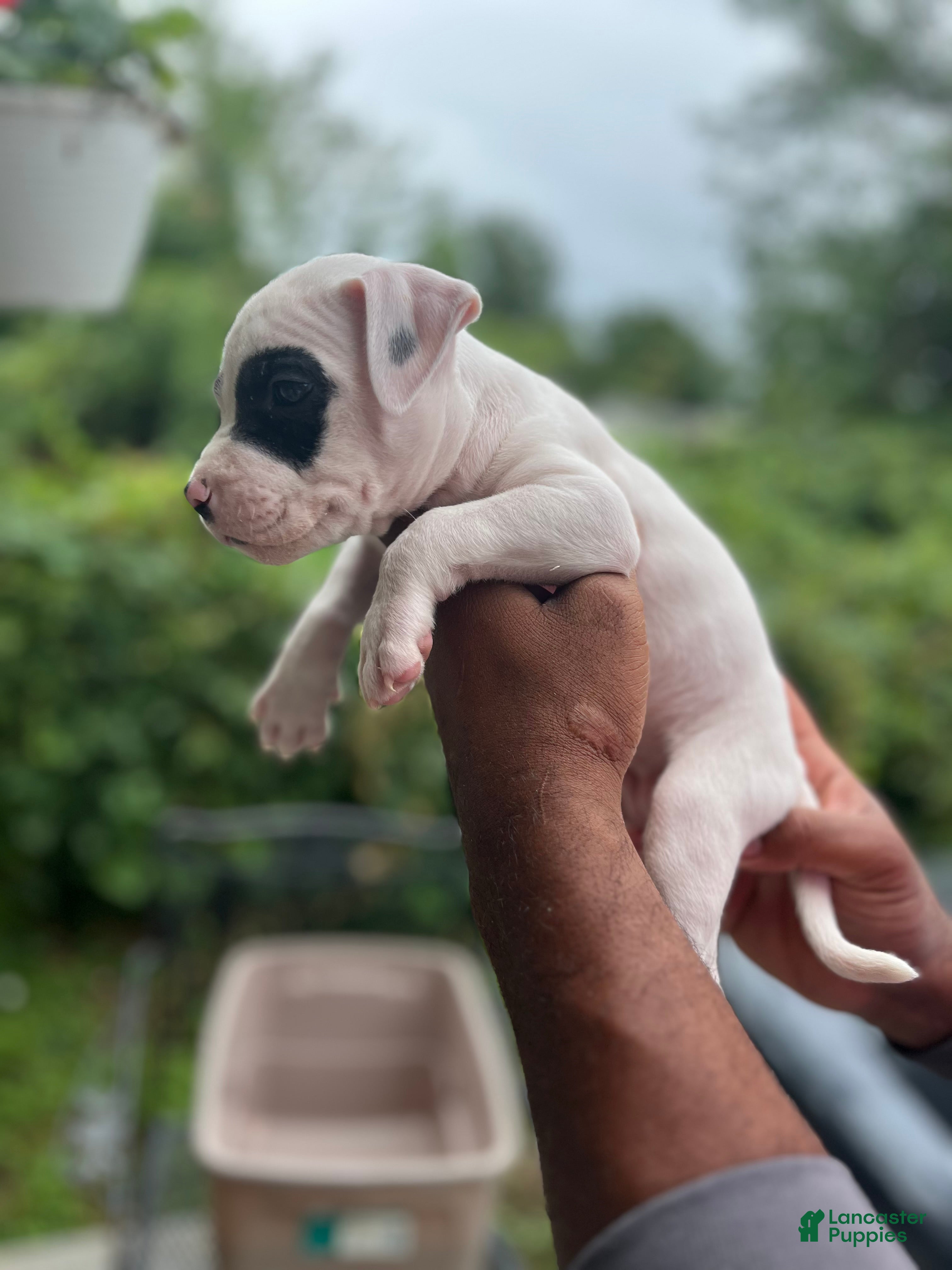 American Pit Bull Terrier dogs American Pit Bull Terrier 4 - Ad 16