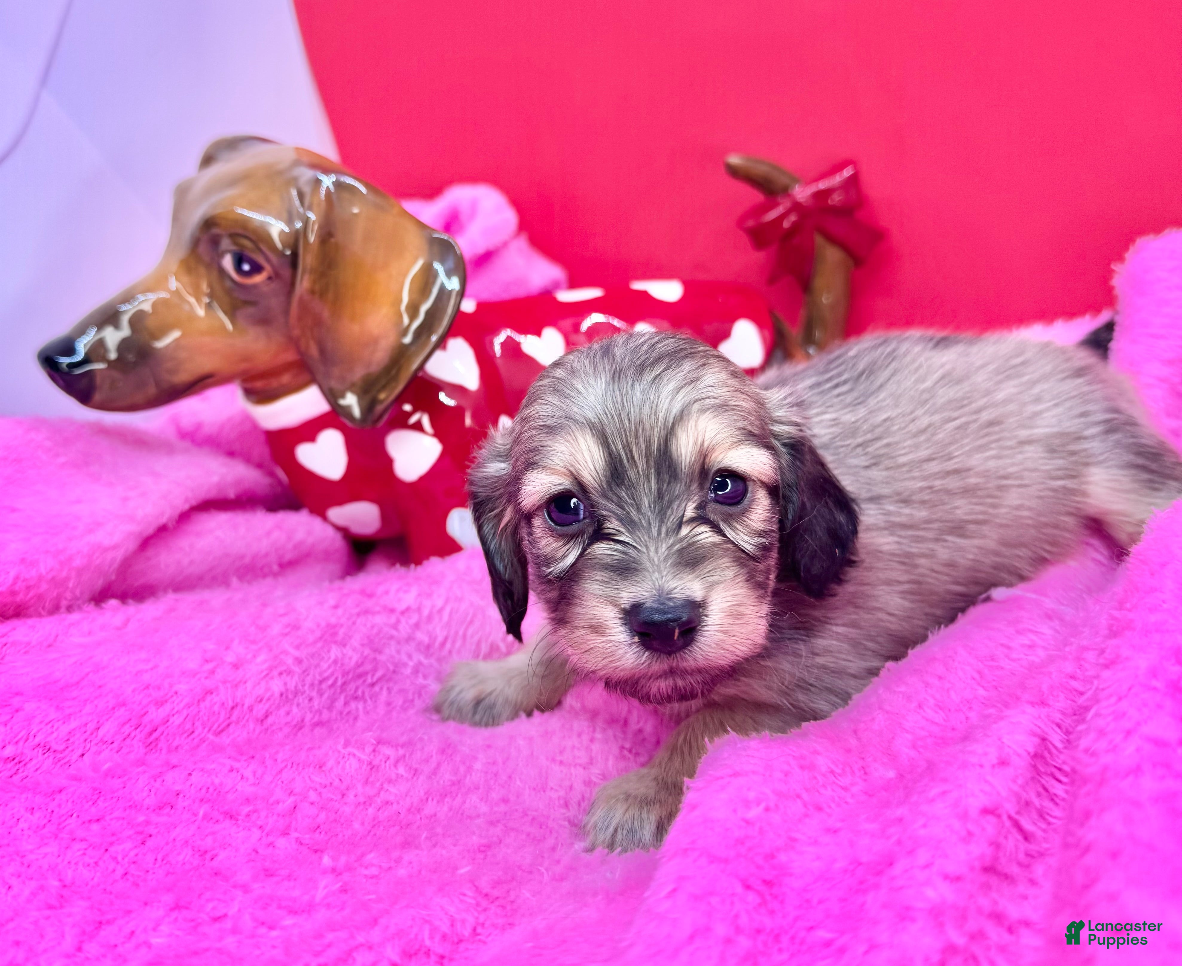 Miniature Dachshund dogs Cream Puppy 5 - Ad 27