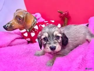 Miniature Dachshund dogs Cream Puppy 5 - Ad 11