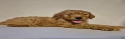 Goldendoodle dogs for sale: Teddy - Ad 5