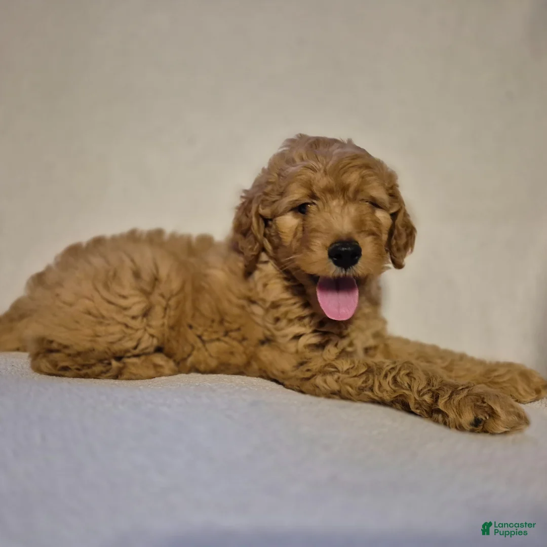 Goldendoodle dogs for sale: Teddy - Ad 5