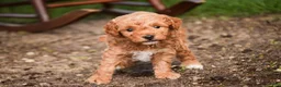 Miniature Poodle dogs for sale: Pedro - Ad 1