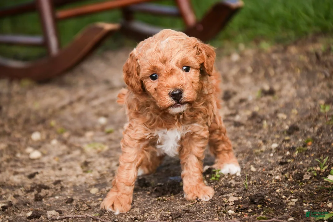 Miniature Poodle dogs for sale: Pedro - Ad 1