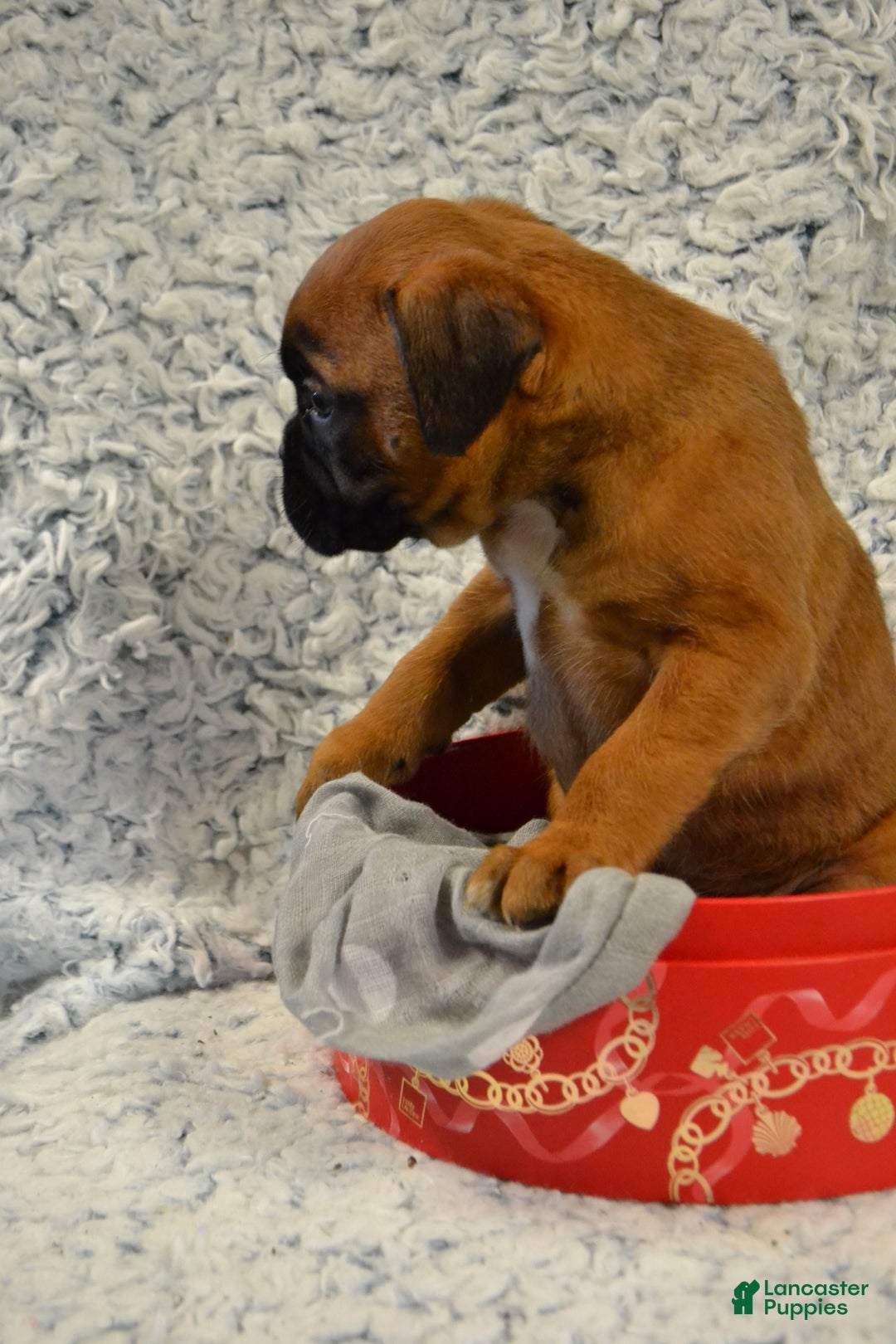 Boxer dogs for sale: Reena - Ad 3