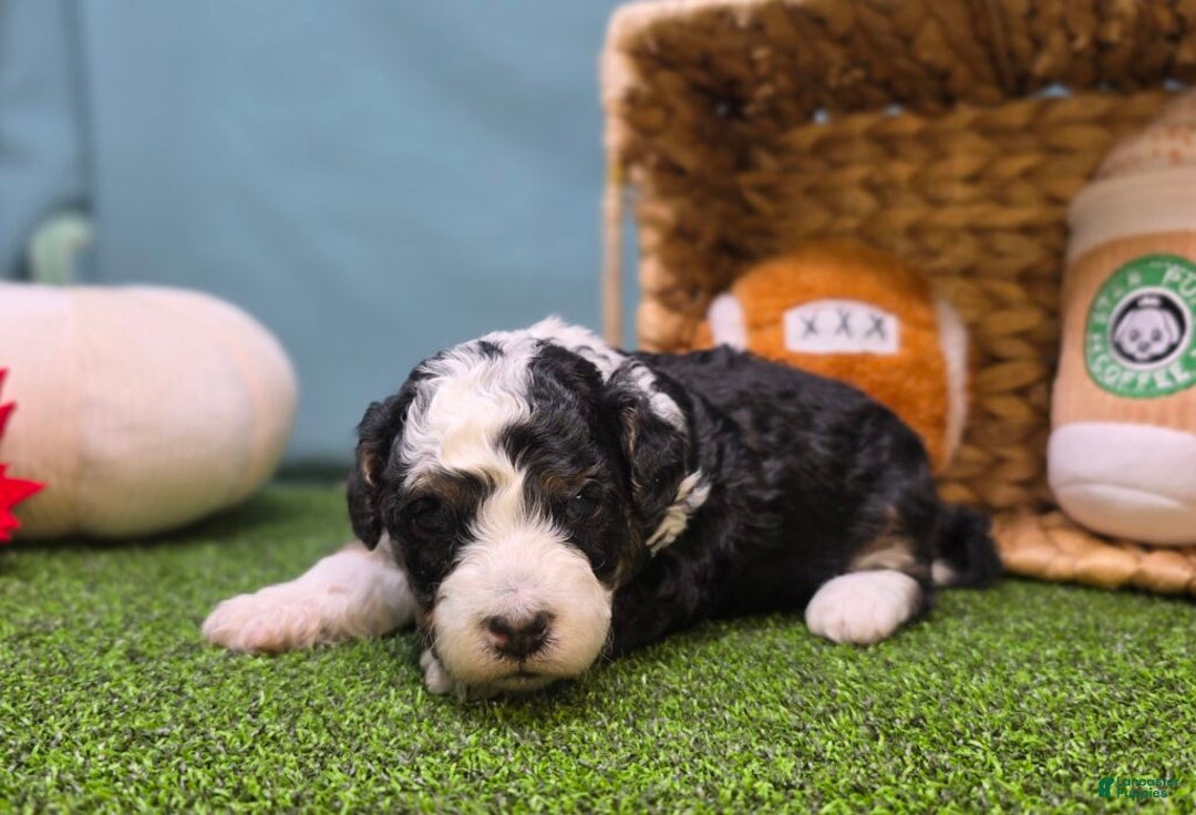 Mini Bernedoodle dogs for sale: Elsie - Ad 4