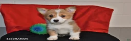 Welsh Corgi Pembroke dogs for sale: Crystal - Ad 4