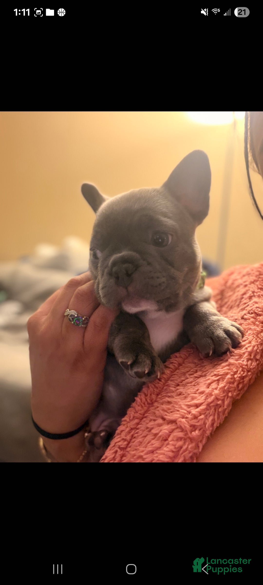 French Bulldog dogs for sale: Kacey - Ad 2