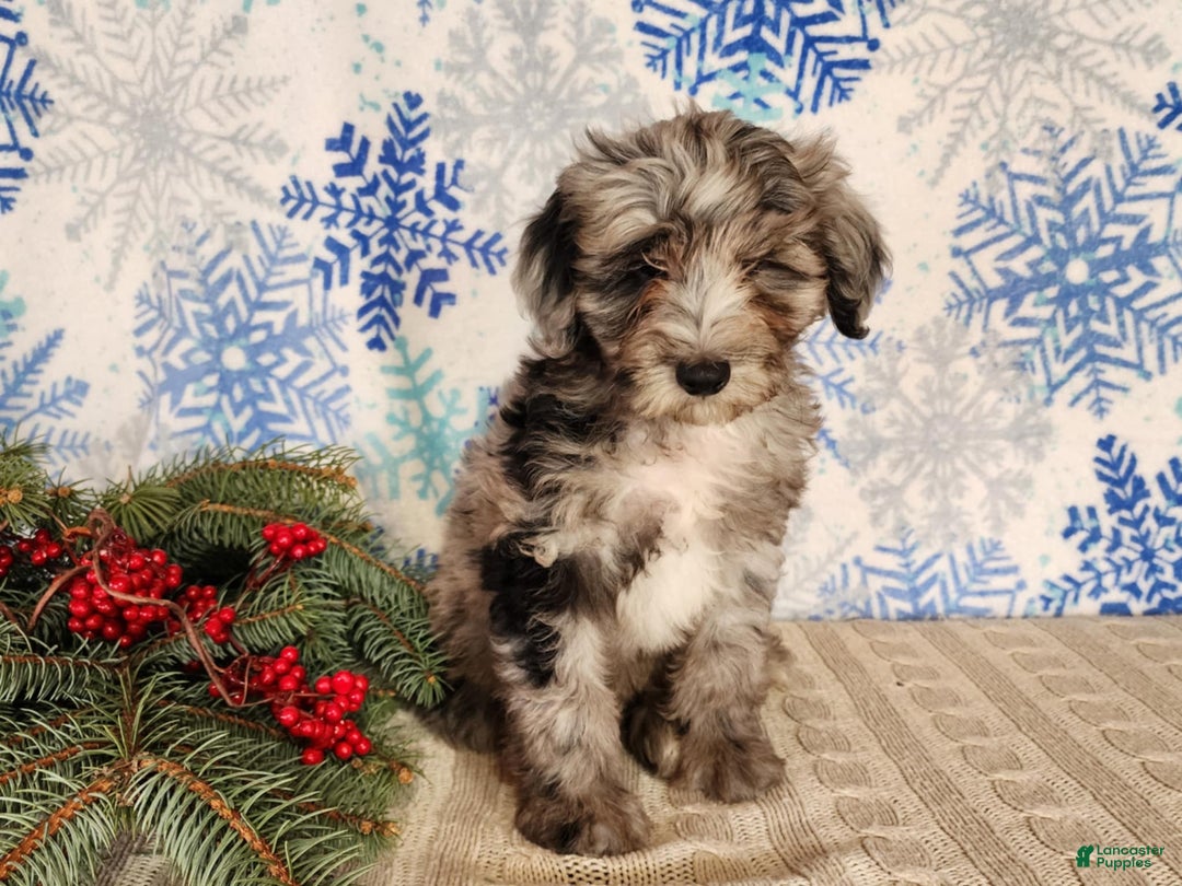 Mini Bernedoodle dogs for sale: Blitz - Ad 12