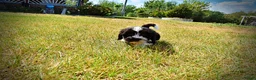 Havapoo dogs for sale: Kibbles - Ad 16