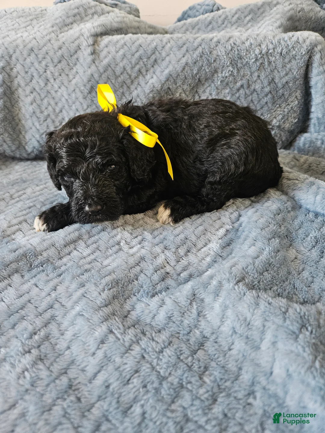 Portuguese Water Dog dogs for sale: Dexter - Ad 1