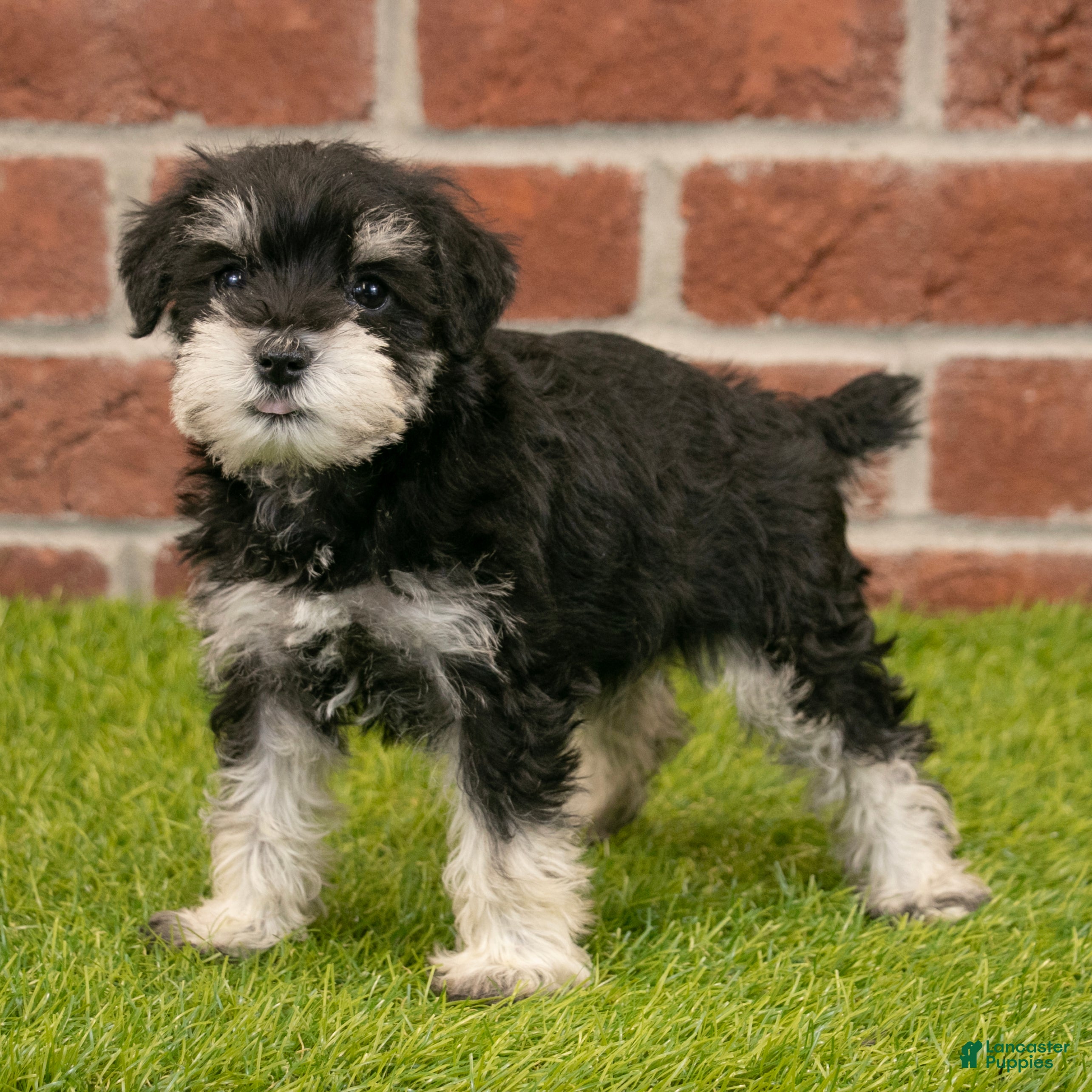 Miniature Schnauzer dogs for sale: Rosie - Ad 1